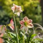 Amaryllis, una fioritura fiabesca