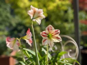 Amaryllis, una fioritura fiabesca
