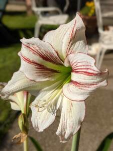 Amaryllis, una fioritura fiabesca