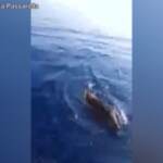 Incredibile avvistamento in Sicilia: due cinghiali nuotano in mare aperto