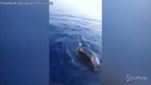 Incredibile avvistamento in Sicilia: due cinghiali nuotano in mare aperto