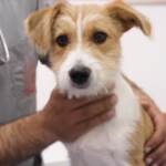 Animali: le 10 regole “salva vacanze”