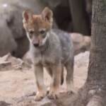 Città del Messico, allo zoo di Chapultepec nati 5 cuccioli di lupo