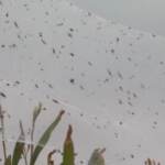 Australia: la città di Langford ricoperta di ragnatele