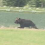 Giappone, forze speciali sparano e uccidono orso bruno: girovagava per la città