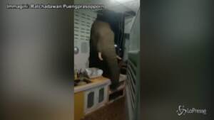Thailandia, elefante irrompe in una cucina in cerca di cibo