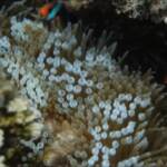 Barriera corallina in pericolo, Australia contro Unesco: “Sconcertati”