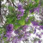 Jacaranda, l’albero dei sogni