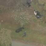 Los Angeles, mucca scappa dal mattatoio: catturata in un parco