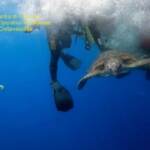 Civitavecchia: liberate in mare 12 tartarughe ‘Caretta Caretta’