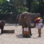 Euro2020, elefante dello zoo di Amburgo ‘veggente’: contro l’Inghilterra vincerà la Germania