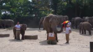 Euro2020, elefante dello zoo di Amburgo ‘veggente’: contro l’Inghilterra vincerà la Germania