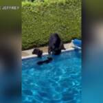 Canada, bagno in piscina per mamma orsa e i cuccioli