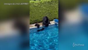 Canada, bagno in piscina per mamma orsa e i cuccioli