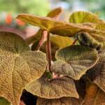 Begonia, una pianta da accarezzare