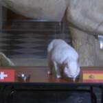 Euro 2020, il gatto sordo Achille prevede la vittoria della Spagna sulla Svizzera