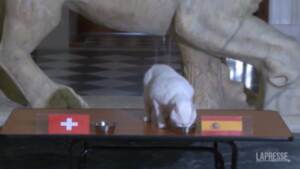 Euro 2020, il gatto sordo Achille prevede la vittoria della Spagna sulla Svizzera