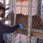 Covid, vaccino agli animali dello zoo di Oakland