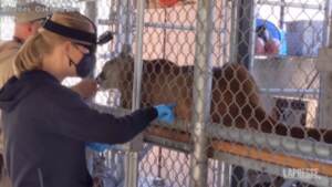 Covid, vaccino agli animali dello zoo di Oakland