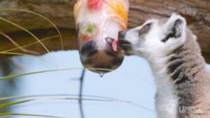 Ghiaccioli ‘di pesce’ e vasche refrigerate: come gli animali combattono il caldo