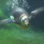 Belgio, 10 pinguini Papua hanno trovato casa allo zoo Pairi Daiza