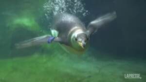 Belgio, 10 pinguini Papua hanno trovato casa allo zoo Pairi Daiza