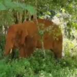 Cina, un elefante isolato vaga per lo Yunnan: addormentato e riaccompagnato al branco