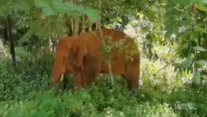Cina, un elefante isolato vaga per lo Yunnan: addormentato e riaccompagnato al branco