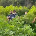 Pompei: 9 tonnellate di marijuana in una piantagione di oltre 2mila metri quadri
