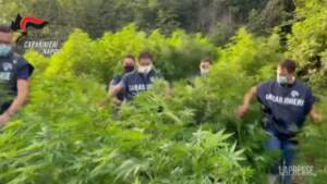 Pompei: 9 tonnellate di marijuana in una piantagione di oltre 2mila metri quadri