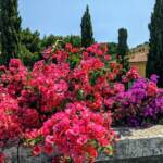 Bouganvillea, un travestimento d’amor