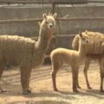 Perù, lama in mostra in vista della festa dell’Indipendenza