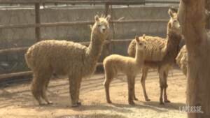 Perù, lama in mostra in vista della festa dell’Indipendenza