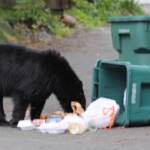 Alaska, lo spuntino dell’orso tra la spazzatura in città