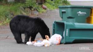 Alaska, lo spuntino dell’orso tra la spazzatura in città