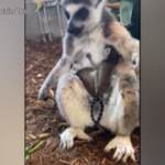 Usa: lemure dalla coda ad anelli dà alla luce due gemelli in uno zoo in Colorado