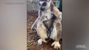 Usa: lemure dalla coda ad anelli dà alla luce due gemelli in uno zoo in Colorado