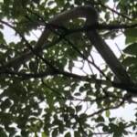 Thailandia: pitone di 3,5 metri in un parco di Bangkok, i vigili del fuoco riescono a catturarlo