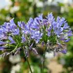 La stagione degli amori, e dell’Agapanthus