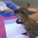 Chicago, presentati al pubblico tre canguri di Bennett nello zoo di Brookfield