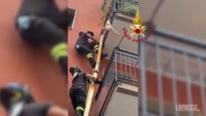 Milano, cagnolino sospeso nel vuoto: salvato dai vigili del fuoco