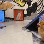 Hong Kong, mostra per cani: opere d’arte esposte all’altezza degli occhi degli animali