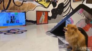 Hong Kong, mostra per cani: opere d’arte esposte all’altezza degli occhi degli animali