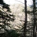 Unesco, le faggette vetuste di Aspromonte e Gargano patrimonio dell’Umanità