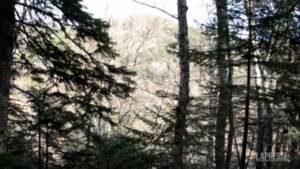 Unesco, le faggette vetuste di Aspromonte e Gargano patrimonio dell’Umanità