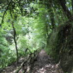 Calabria e Puglia nella lista Unesco: le faggette vetuste di Aspromonte e Gargano patrimonio dell’Umanità