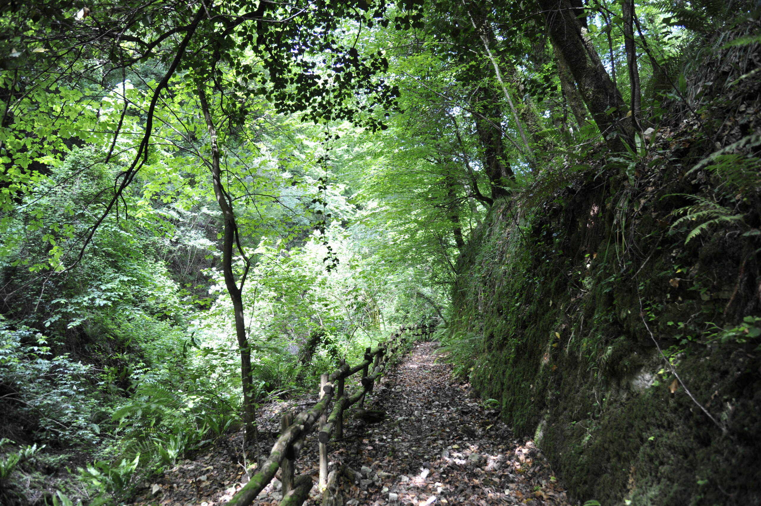 Calabria e Puglia nella lista Unesco: le faggette vetuste di Aspromonte e Gargano patrimonio dell’Umanità Calabria e Puglia nella lista Unesco: le faggette vetuste di Aspromonte e Gargano patrimonio dell’Umanità