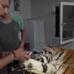 Giornata Mondiale della Tigre, rilasciato un esemplare di nove anni