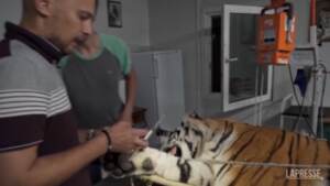 Giornata Mondiale della Tigre, rilasciato un esemplare di nove anni
