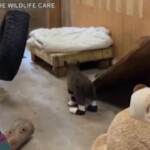 California: cucciolo di orso salvato dalle fiamme